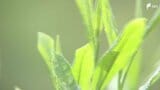 「天候に恵まれて素晴らしいお茶ができた」皇室に献上する”献上茶”を手摘み＝静岡・富士宮市|TBS NEWS DIG