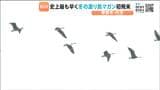 観測史上最も早い 内沼の周辺で幼鳥2羽を含むマガン28羽の初飛来を確認 宮城・栗原市|TBS NEWS DIG