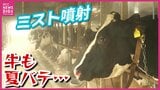 牛の夏バテ対処法はファンとミスト 快適気温になるまでには長い道のり 6次産業に力を入れる牧場の知恵|TBS NEWS DIG