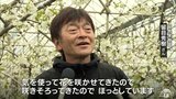 ハウス栽培のサクランボ授粉作業が最盛期　「多くの人に味わっていただけるように」　|　青森のニュース│ATV NEWS│青森テレビ