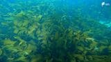 「島国・日本はポテンシャルを十分に秘めている」“海の森”藻場がCO2の吸収源 脱炭素の切り札に【SDGs】 | 静岡のニュース | SBSNEWS | 静岡放送