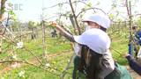 「青森に負けないくらいおいしい実がなりますように！」小学生がリンゴの花摘みを体験　長野市|TBS NEWS DIG