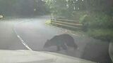 【クマと衝突!動画あり】通勤途中にいきなり…「びっくりした!」車はへこみ、クマは山へ走り去る | 山口のニュース・天気・防災|tys NEWS|tysテレビ山口