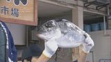 15年ぶりの豊漁 「塩ぶり市」も活気 脂の乗り非常に良し 飛騨の年越し縁起物 岐阜・高山市 | 名古屋・愛知・岐阜・三重のニュース【CBC news】 | CBC web