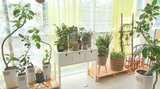 観葉植物ブーム「売れすぎて商品がない」全国2位の生産地で13億円 植物カフェも #緑のある生活 |TBS NEWS DIG