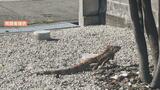 住宅街に消えたイグアナ捕獲 飼い主の元へ 民家の庭に潜んでいたところを網とかごで 富山 | 富山のニュース|天気・防災|チューリップテレビ