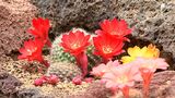 「世界の不思議 味わって」珍しい花が次々と　“サボテン博士”が魅力をたっぷり紹介＝静岡・伊東市|TBS NEWS DIG