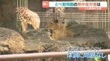 動物たちの熱中症対策は?ミストシャワーにスプリンクラー、水遊びも 愛媛県立とべ動物園|TBS NEWS DIG