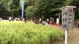 五穀豊穣に感謝 宮崎神宮で抜穂祭 | MRTニュース | MRT宮崎放送