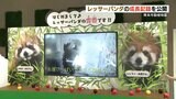 レッサーパンダの赤ちゃん 熊本市動植物園の『正門モニター』で映像公開 | 熊本のニュース|RKK NEWS|RKK熊本放送