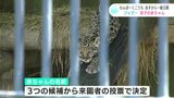 「今だけの姿を見に来て!」双子のジャガーの赤ちゃんが30日から一般公開 午後1時半から1時間だけ | 高知のニュース・天気|KUTV NEWS | KUTVテレビ高知