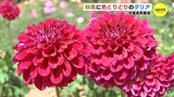 秋風に色とりどりのダリア　約550品種･7500株　世羅高原農場（広島･世羅町）　|　RCC NEWS | 広島ニュース | RCC中国放送