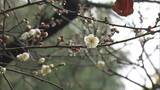 「きょうから半袖 暑いです」寒中なのに3月から4月並みの陽気 後楽園ではウメが咲く【岡山】|TBS NEWS DIG