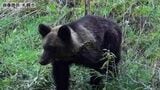 出没繰り返したクマがついに…「クマが住んでいたところに私たちが」住民複雑 札幌市南区で追い払いに動じなかったクマ駆除に専門家は「人の前でのんびり過ごすのは困る」近くにシカの死骸も|TBS NEWS DIG