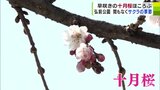 “春の足音”近づく「十月桜」ほころび始める 例年より約10日早く“サクラの季節”の訪れ 青森県弘前市 | 青森のニュース│ATV NEWS│青森テレビ