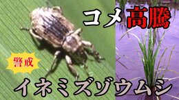 コメ価格高騰の中「コメの生育が心配」イネの根を食べる病害虫「イネミズゾウムシ」今年は「やや多い」予想　対策は？【害虫の専門家が解説】|TBS NEWS DIG