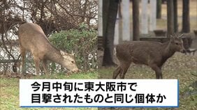 東大阪市から移動？大阪市内でシカの目撃情報相次ぐ|TBS NEWS DIG