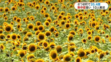 向日葵 Amazon.co.jp: 向日葵-Himawari-: ミュージック