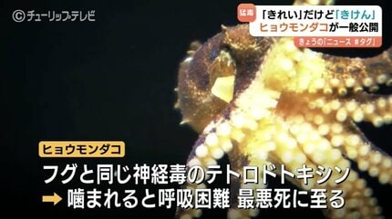 海の”最凶”生物が一般公開 猛毒のヒョウモンダコに子供たちは釘付け