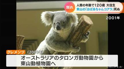 人間でいうとおよそ120歳…24歳のおばあちゃんコアラ「クレメンツ」天国