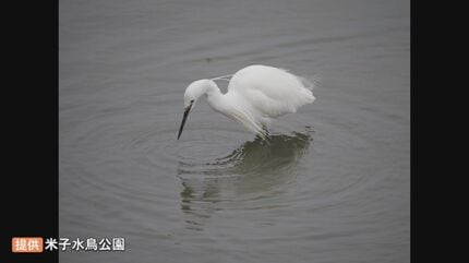 夜になるといつも同じ木に集まる…もふもふした「謎の白い鳥」の群れ