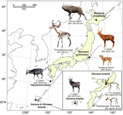 最新研究「シカの骨をスライスしたら分かったこと」離島に生息する