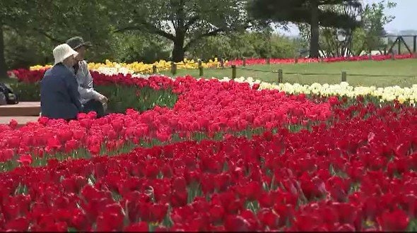 色鮮やかなチューリップが風に揺れて…信州・安曇野市「国営アルプスあづみの公園堀金・穂高地区」130品種26万球が見ごろ…500万本の菜の花や淡い水色のネモフィラも咲き誇る　|　SBC NEWS | 長野のニュース | SBC信越放送