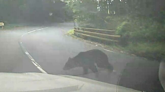 【クマと衝突!動画あり】通勤途中にいきなり…「びっくりした!」車はへこみ、クマは山へ走り去る|TBS NEWS DIG