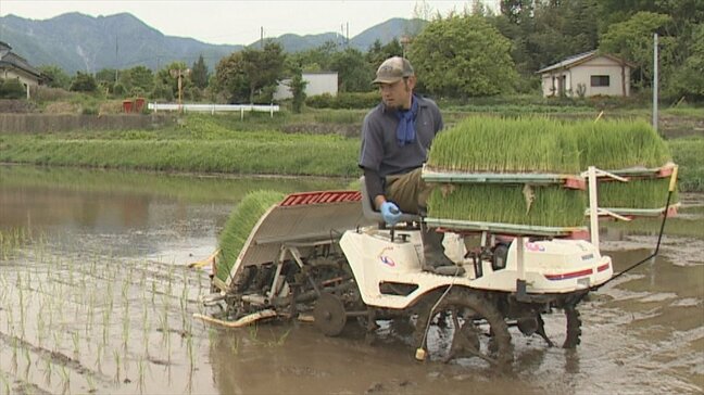 「昼夜の寒暖差が大きいところで良いものが穫れている」　暑さに強い米「ゆうだい２１」の田植え　北杜市|TBS NEWS DIG