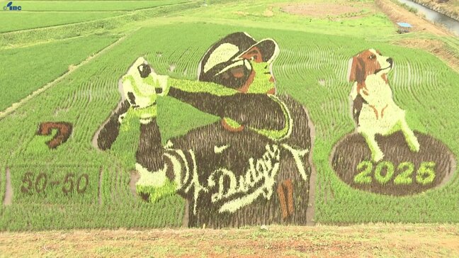ドジャース・大谷翔平選手の田んぼアートが見頃　現地から井丸キャスターがリポート　岩手・奥州市|TBS NEWS DIG
