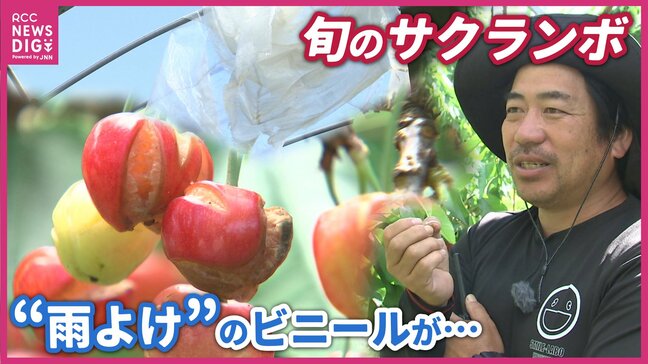 「判断が遅かった…」中東情勢でハウス資材が届かずサクランボに大打撃…三原の農園が「食べ放題」企画 広島|TBS NEWS DIG
