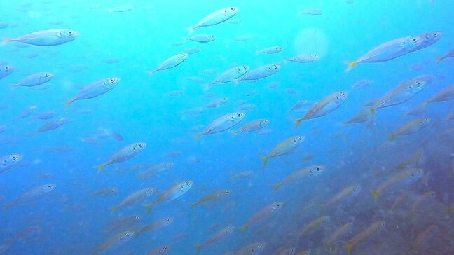 秋深まる田ノ浦沖の海　アジの大群や卵を育てるタコ… 命の輝きと未来への願い　大分・別府湾|TBS NEWS DIG