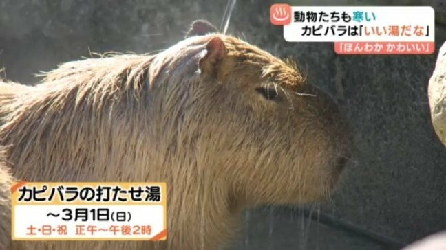 カピバラ打たせ湯で至福の時 とべ動物園で寒さをしのぐ動物たちに癒やしの輪　【愛媛･砥部町】|TBS NEWS DIG