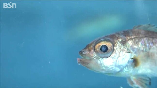 “世界初”人工授精・人工ふ化飼育・完全養殖の実績で目指す 高級魚『ノドグロ』の安定生産　海洋高校と近畿大学|TBS NEWS DIG