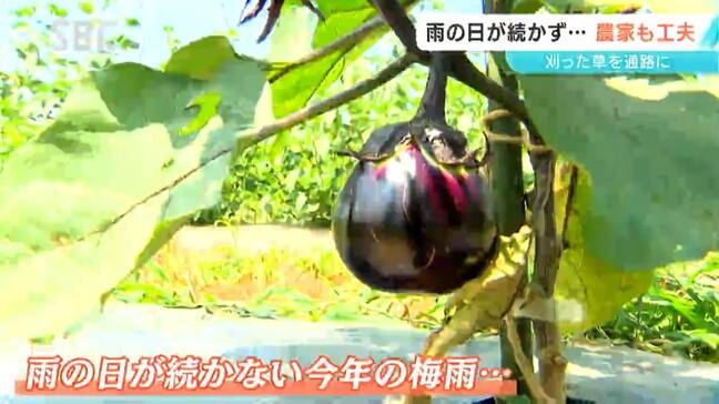 猛暑や少雨で農家も困った！定期的な水やりや刈った草を通路に　農家の工夫とは？　長野|TBS NEWS DIG