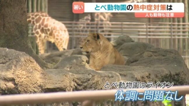 動物たちの熱中症対策は?ミストシャワーにスプリンクラー、水遊びも 愛媛県立とべ動物園|TBS NEWS DIG