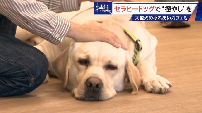 人を癒やす“セラピードッグ” 医学的にも研究される「犬の力」 訓練所には大型犬のふれあいカフェも|TBS NEWS DIG
