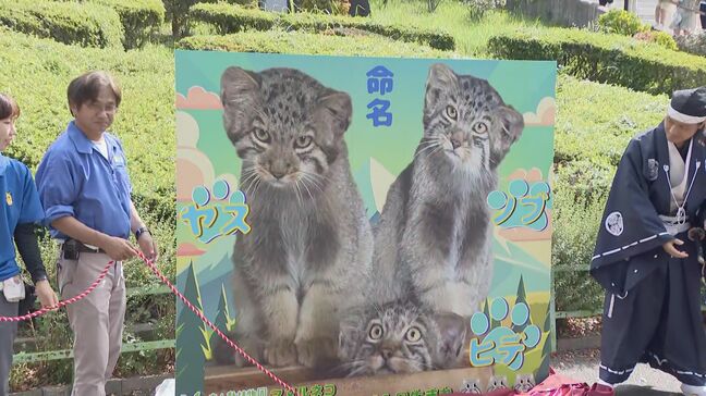 「織田信長」「豊臣秀吉」「徳川家康」の三英傑にちなんだ名前に…マヌルネコ3匹の命名式 東山動植物園 名古屋|TBS NEWS DIG