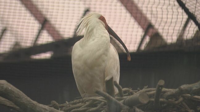 【本州初】特別天然記念物「トキ」　来年6月にも石川・能登地方で放鳥へ　本州での野生復帰に向け　環境省|TBS NEWS DIG