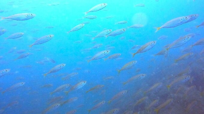 秋深まる田ノ浦沖の海　アジの大群や卵を育てるタコ… 命の輝きと未来への願い　大分・別府湾　|　大分のニュース｜OBS NEWS｜大分放送
