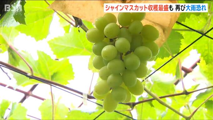 シャインマスカット収穫最盛期も再び大雨の恐れ　ブドウ園「糖度が下がってしまう」と不安吐露　9日朝まで100mm予想も 新潟・西蒲区|TBS NEWS DIG