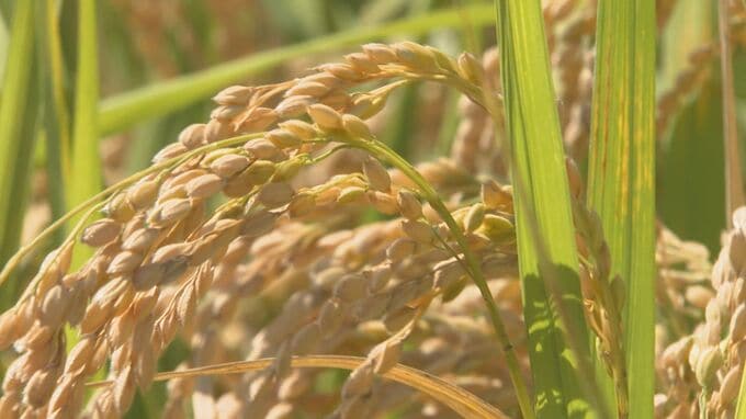 25年産コメの予想収穫量、大分県は8万9200トンで前年より増加　新指標「作況単収指数」初公表|TBS NEWS DIG