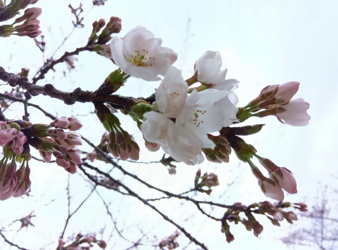 【速報】上越市で桜の“開花宣言”　日本三大夜桜の高田城址公園　去年より1日遅く　新潟|TBS NEWS DIG