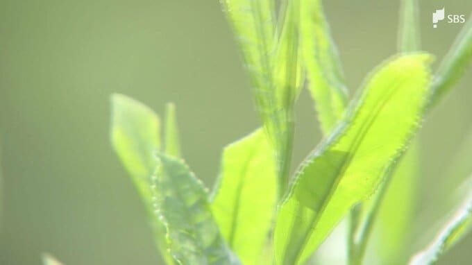 「天候に恵まれて素晴らしいお茶ができた」皇室に献上する”献上茶”を手摘み＝静岡・富士宮市|TBS NEWS DIG