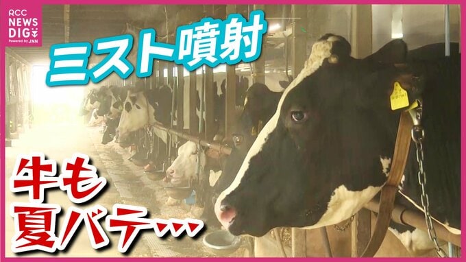 牛の夏バテ対処法はファンとミスト　快適気温になるまでには長い道のり　6次産業に力を入れる牧場の知恵|TBS NEWS DIG