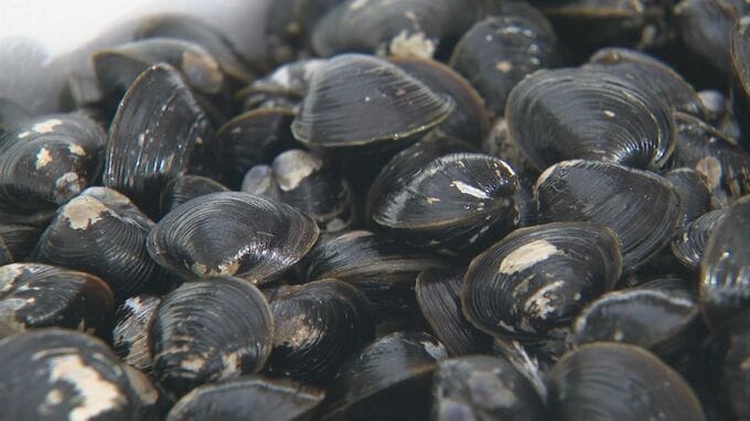 11年連続で日本一「宍道湖産シジミ」GI・地理的表示保護制度登録|TBS NEWS DIG