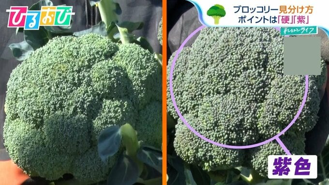 紫色は「ラッキーブロッコリー」！？農家直伝の見分け方＆揚げてもおいしい！栄養を逃さない大満足レシピ【ひるおび】|TBS NEWS DIG