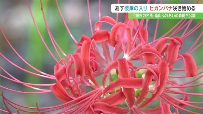 秋彼岸にヒガンバナ咲き始める　残暑の影響で例年より１週間遅く　山梨・甲州市　|　山梨のニュース | ＵＴＹテレビ山梨