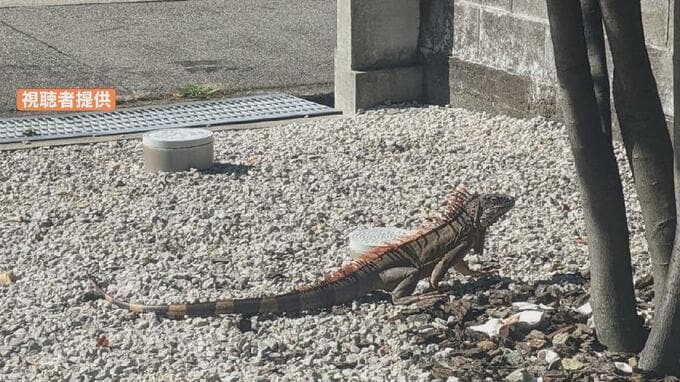 住宅街に消えたイグアナ捕獲 飼い主の元へ 民家の庭に潜んでいたところを網とかごで　富山　|　富山のニュース｜天気・防災｜チューリップテレビ