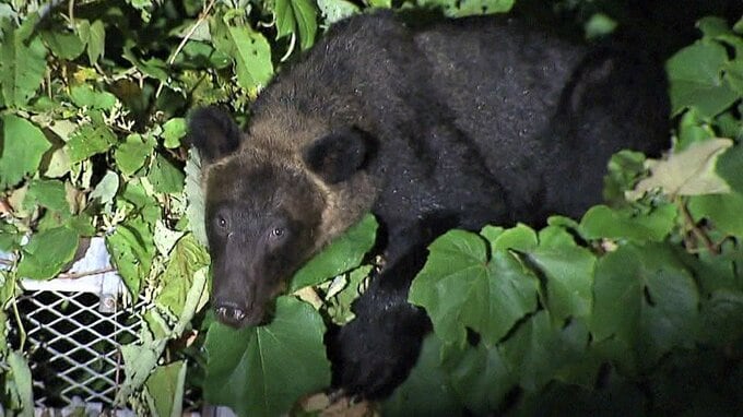 クマ出没、小さな村がおびえた夏から5年…今は対策「先進地」に|TBS NEWS DIG